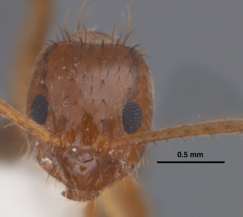Illustration for article titled Southern United States Invaded by "Hairy, Crazy Ants" that Attack Electrical Systems